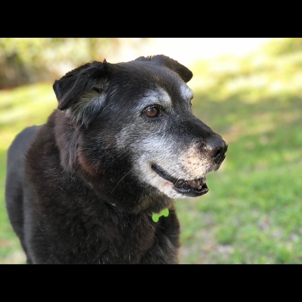 Meet your Posher, Susan